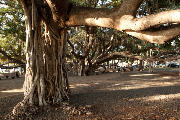 Banyan Tree in Lahaina Town, Maui, HI
